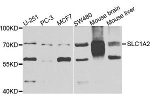 Western blot analysis of extracts of various cells, using EAAT2 (SLC1A2) antibody. (SLC1A2 抗体)