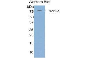 Western Blotting (WB) image for anti-serpin Peptidase Inhibitor, Clade A (Alpha-1 Antiproteinase, Antitrypsin), Member 10 (SERPINA10) (AA 22-448) antibody (ABIN1863312) (SERPINA10 抗体  (AA 22-448))