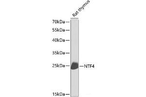 Western blot analysis of extracts of Rat thymus using NTF4 Polyclonal Antibody at dilution of 1:1000.