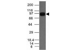 Western blot of A431 cell lysate using Nucleolin antibody. (Nucleolin 抗体)