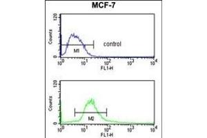 POLDIP2 Antibody (C-term) (ABIN391925 and ABIN2841735) flow cytometry analysis of MCF-7 cells (bottom histogram) compared to a negative control cell (top histogram). (POLDIP2 抗体  (C-Term))