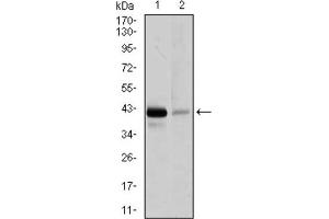 Western blot analysis using PAX5 antibody against Raji (1), and EVC-304 (2) cell lysate. (PAX5 抗体  (AA 235-382))