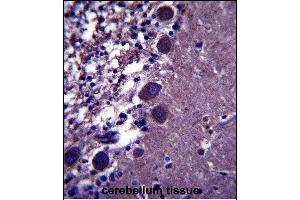 KCNK18 Antibody (Center) (ABIN657542 and ABIN2846557) immunohistochemistry analysis in formalin fixed and paraffin embedded human cerebellum tissue followed by peroxidase conjugation of the secondary antibody and DAB staining. (KCNK18 抗体  (AA 168-197))