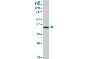 FBP1 MaxPab rabbit polyclonal antibody. (FBP1 抗体  (AA 1-338))