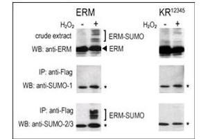 Image no. 2 for anti-Small Ubiquitin Related Modifier 3 (SUMO3) (C-Term) antibody (ABIN356741) (SUMO3 抗体  (C-Term))