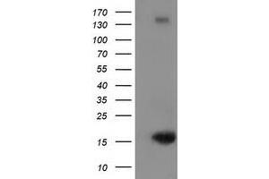 Image no. 1 for anti-Ubiquitin-Like 4A (UBL4A) antibody (ABIN1501649)