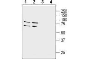 Western blot analysis of rat (lanes 1 and 3) and mouse (lanes 2 and 4) brain membranes: - 1,2. (LINGO1 抗体  (Extracellular, N-Term))