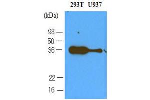 Western Blotting (WB) image for anti-Programmed Cell Death 1 (PDCD1) (AA 21-167) antibody (ABIN263912)