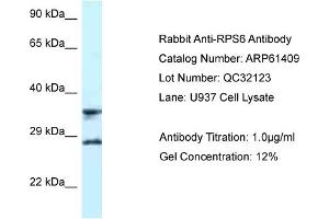 Western Blotting (WB) image for anti-Ribosomal Protein S6 (RPS6) (C-Term) antibody (ABIN2788795) (RPS6 抗体  (C-Term))