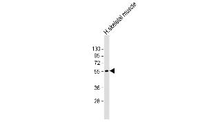 Anti-CHRM4 Antibody (C-Term) at 1:2000 dilution + human skeletal muscle lysate Lysates/proteins at 20 μg per lane. (CHRM4 抗体  (AA 201-236))