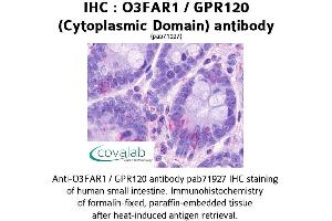 Image no. 1 for anti-omega-3 Fatty Acid Receptor 1 (O3FAR1) (3rd Cytoplasmic Domain) antibody (ABIN1737610) (O3FAR1 抗体  (3rd Cytoplasmic Domain))