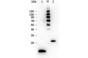 Western Blot of Rabbit anti-TGF Beta 1 antibody. (TGFB1 抗体  (N-Term))