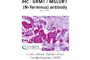Image no. 1 for anti-Glutamate Receptor, Metabotropic 7 (GRM7) (Extracellular Domain), (N-Term) antibody (ABIN1735280) (GRM7 抗体  (Extracellular Domain, N-Term))