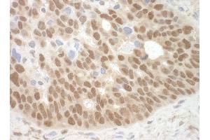 Immunohistochemistry (IHC) image for anti-Methyl-CpG Binding Domain Protein 3 (MBD3) (AA 265-291) antibody (ABIN7448643) (MBD3 抗体  (AA 265-291))