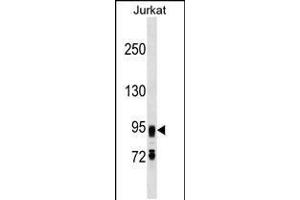 Western blot analysis in Jurkat cell line lysates (35ug/lane). (FIG4 抗体  (C-Term))