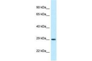 Image no. 1 for anti-Oligodendrocyte Transcription Factor 1 (OLIG1) (AA 96-145) antibody (ABIN6747872) (OLIG1 抗体  (AA 96-145))