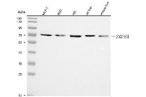 Western blot analysis of SRPRA using anti-SRPRA antibody (ABIN7601408). (SRPRA (AA 346-638) 抗体)