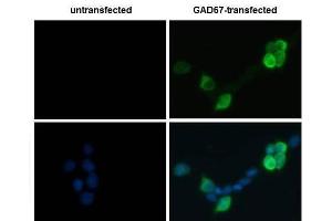 ICC/IF Image GAD67 antibody detects GAD67 protein by immunofluorescent analysis. (GAD 抗体  (N-Term))
