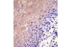 Immunohistochemistry (Paraffin-embedded Sections) (IHC (p)) image for anti-Glutamate-Cysteine Ligase, Catalytic Subunit (GCLC) (AA 6-34), (N-Term) antibody (ABIN952477)