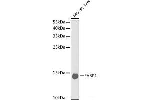 Western blot analysis of extracts of Mouse liver using FABP1 Polyclonal Antibody at dilution of 1:1000. (FABP1 抗体)