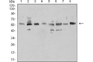 Western blot analysis using NAA10 mouse mAb against HCT116 (1), COS7 (2), HEK293 (3), HL-60 (4), MCF-7 (5), Hela (6), NIH/3T3 (7), and C2C12 (8) cell lysate. (NAA10 抗体  (AA 111-235))