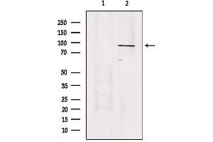 Western blot analysis of extracts from 293, using USP45 Antibody. (USP45 抗体  (Internal Region))