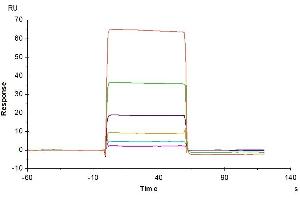 Surface Plasmon Resonance (SPR) image for Immunoglobulin Superfamily, Member 11 (IGSF11) (AA 23-241) protein (His tag) (ABIN7275046)