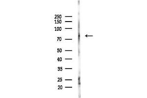 Western blot analysis of lysates from Mouse testis, using PROS1 Antibody at 1/1000 dilution.