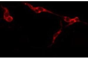 ABIN6277769 staining Hela by IF/ICC. (Aggrecan 抗体  (N-Term))