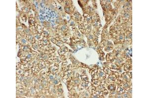 IHC-P: MTCO1 antibody testing of mouse liver tissue (COX1 抗体  (C-Term))