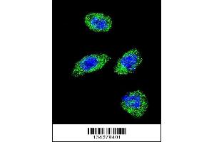 Confocal immunofluorescent analysis of POLG Antibody with Hela cell followed by Alexa Fluor 488-conjugated goat anti-rabbit lgG (green). (POLG 抗体  (C-Term))