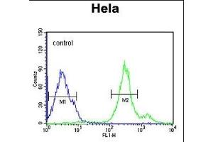 CYC1 Antibody (C-term) (ABIN651531 and ABIN2840281) flow cytometric analysis of Hela cells (right histogram) compared to a negative control cell (left histogram). (Cytochrome C1 抗体  (C-Term))