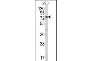 Western blot analysis of JAKMIP1 Antibody (Center) (ABIN652629 and ABIN2842419) in 293 cell line lysates (35 μg/lane). (JAKMIP1 抗体  (AA 270-297))