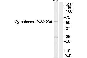 Western blot analysis of extracts from K562 cells, using CYP2D6 antibody.