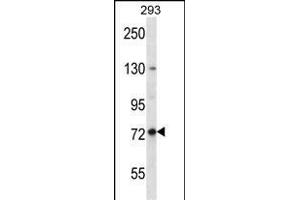 SPG7 Antibody (Center) (ABIN656408 and ABIN2845702) western blot analysis in 293 cell line lysates (35 μg/lane). (SPG7 抗体  (AA 115-141))