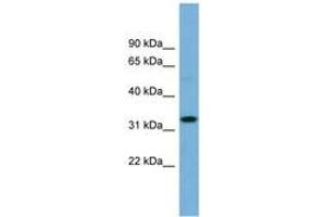 Image no. 1 for anti-Olfactory Receptor, Family 6, Subfamily C, Member 68 (OR6C68) (N-Term) antibody (ABIN6743311) (OR6C68 抗体  (N-Term))