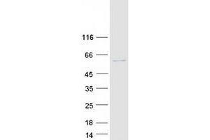 Validation with Western Blot (Choline Kinase alpha Protein (CHKA) (Transcript Variant 2) (Myc-DYKDDDDK Tag))