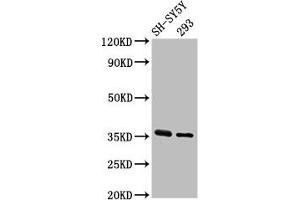 Western Blot Positive WB detected in: SH-SY5Y whole cell lysate, 293 whole cell lysate All lanes: GAS1 antibody at 3. (GAS1 抗体  (AA 248-318))