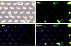 PC3-MM2 cells were stained with CDH11-FITC labeled monoclonal antibody (Green). (OB Cadherin 抗体  (AA 54-612))