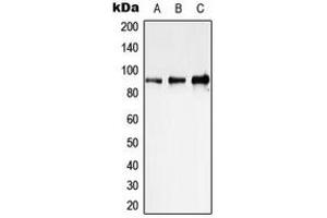Western blot analysis of STAT1 expression in HeLa (A), NIH3T3 (B), PC12 (C) whole cell lysates. (STAT1 抗体  (C-Term))