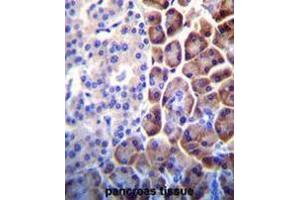 COPE Antibody (C-term) immunohistochemistry analysis in formalin fixed and paraffin embedded human pancreas tissue followed by peroxidase conjugation of the secondary antibody and DAB staining. (COPE 抗体  (C-Term))