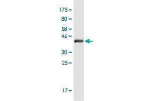 Western Blot detection against Immunogen (41. (LGALS7 抗体  (AA 1-136))