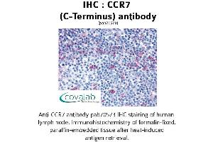 Image no. 1 for anti-Chemokine (C-C Motif) Receptor 7 (CCR7) (C-Term) antibody (ABIN1732780) (CCR7 抗体  (C-Term))