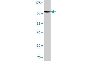 Western Blot detection against Immunogen (84. (PITRM1 抗体  (AA 1-534))