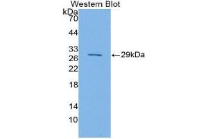 Western Blotting (WB) image for anti-Signal-Regulatory Protein beta 1 (SIRPB1) (AA 127-356) antibody (ABIN1870890) (SIRPB1 抗体  (AA 127-356))