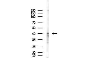 Western blot analysis of lysates from HepG2 cells(starvation,24h treatment), using PE2R1 Antibody at 1/1000 dilution.