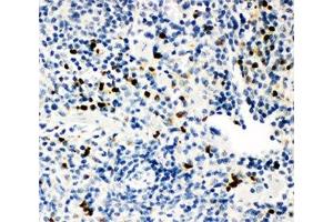 IHC-P: MPO antibody testing of mouse spleen tissue (Myeloperoxidase 抗体  (AA 406-745))