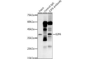 Immunoprecipitation analysis of 300 μg extracts of 293T cells using 3 μg E2F6 antibody (ABIN7266876). (E2F6 抗体)