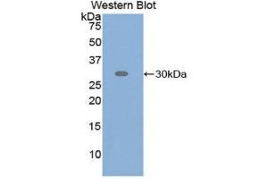 Western Blotting (WB) image for anti-Activating Transcription Factor 6 (ATF6) (AA 423-646) antibody (ABIN1858094) (ATF6 抗体  (AA 423-646))