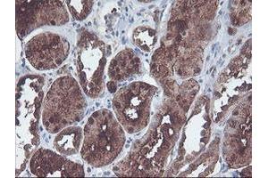 Image no. 1 for anti-CNDP Dipeptidase 2 (Metallopeptidase M20 Family) (CNDP2) antibody (ABIN1497548) (CNDP2 抗体)